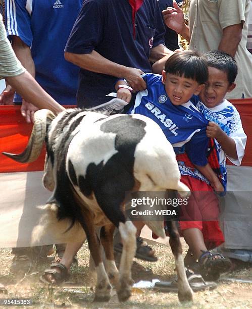 Two boys cries as a ram approaches their corner during a traditional ram fighting session held at an open air annual flora and fauna exposition in...