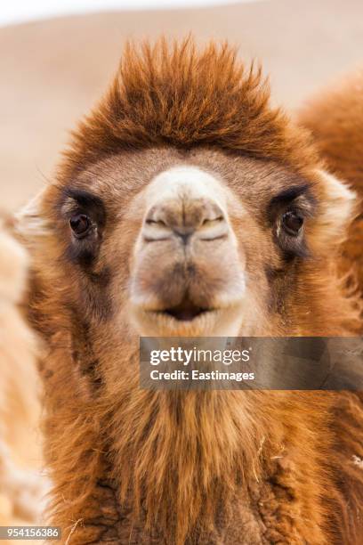 camel in desert,inner mongolia,china. - bactrian camel stock pictures, royalty-free photos & images