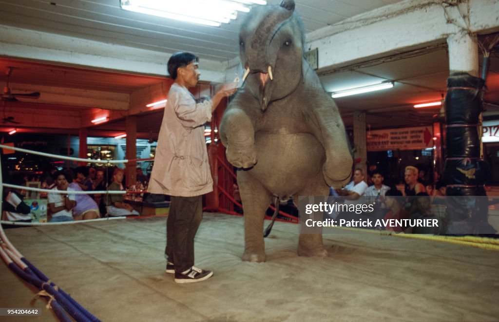 Spectacle d'éléphants en Thaïlande