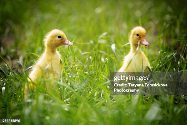 Duck Springy 1,989 Spring Duckling Stock Photos, High-Res Pictures, and Images ...