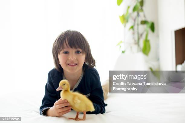 cute little child, boy with duckling springtime, playing together, little friend, childhood happiness - downy duck ストックフォトと画像