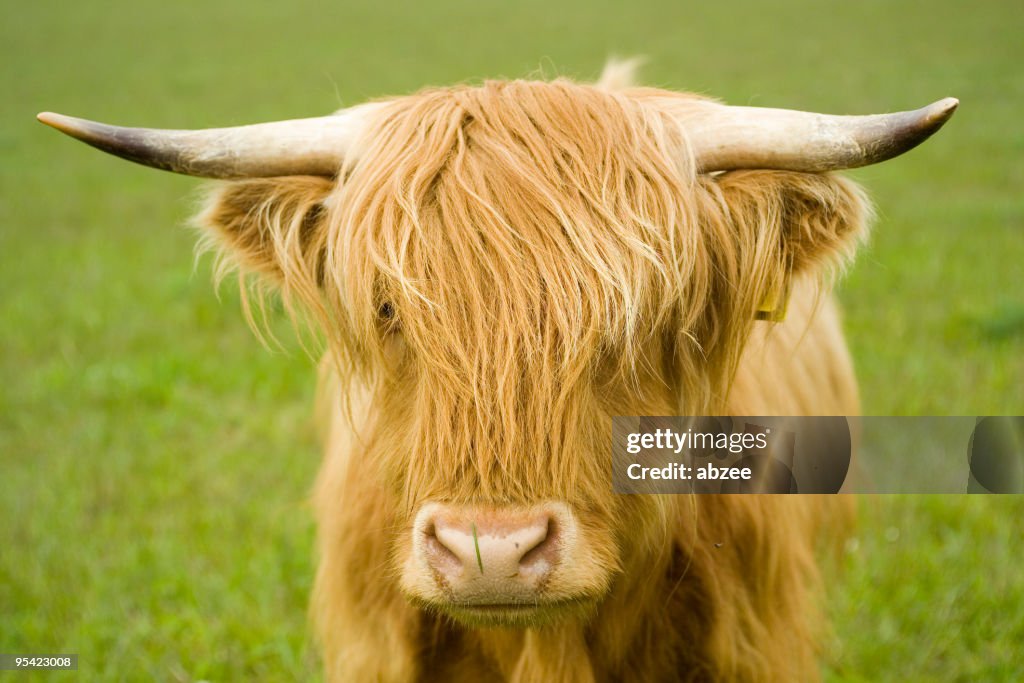 Highland cow face