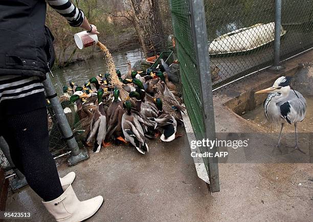 Blue heron watches as ducks are fed in the bird shelter in Delft, Netherlands on December 27, 2009. Due to the snow and freezing cold more birds are...