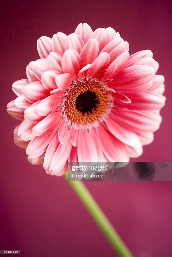 Gerbera on maroon background