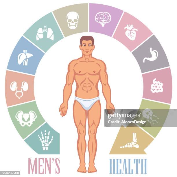 ilustrações de stock, clip art, desenhos animados e ícones de human male body with internal organs - intestino delgado humano