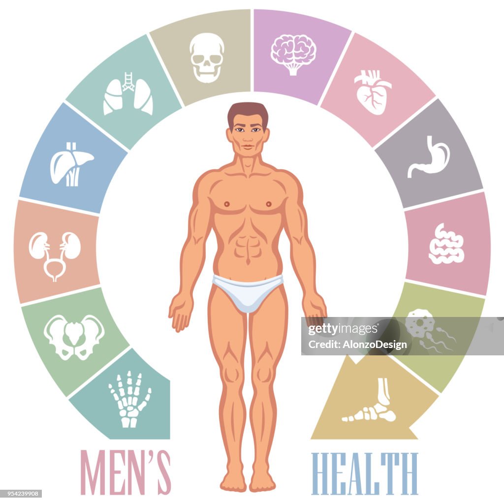Human male body with internal organs
