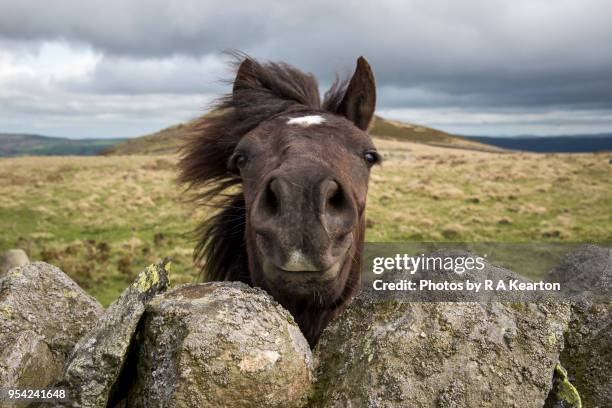welsh pony looking over a drystone wall - snowdonia stock-fotos und bilder
