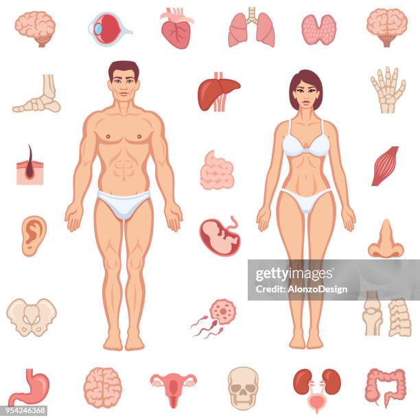 bildbanksillustrationer, clip art samt tecknat material och ikoner med mänskliga kroppen anatomi - people with both male and female organs