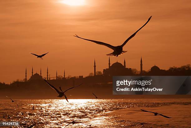 seagulls flying over a beach in istanbul at sunrise - istanbul sunset stock pictures, royalty-free photos & images