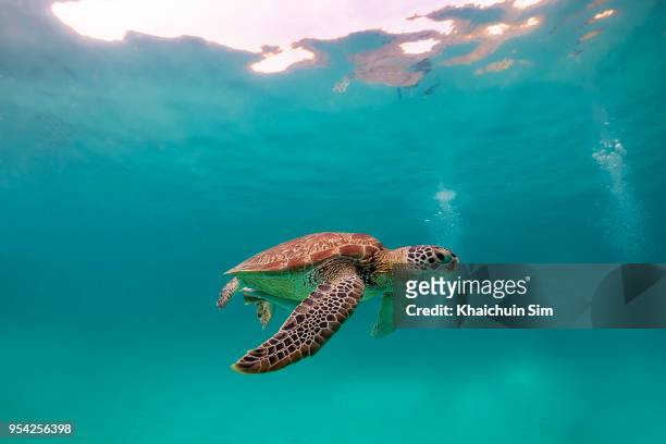 turtle swimming under the blue sea - beach green stock-fotos und bilder