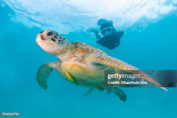 turtle swimming with free diver under the blue sea - hawksbill turtle stock pictures, royalty-free photos & images