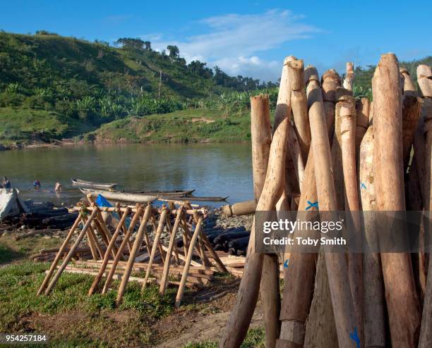 Rosewood logs are strapped to lighter timber to make a floating raft. Each rosewood log results in over 6 others trees being felled, along with...