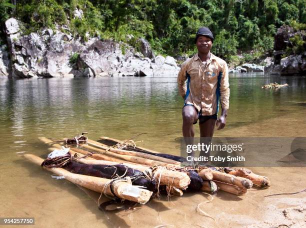 Rosewood logs are strapped to lighter timber to make a floating raft. Each rosewood log results in over 6 others trees being felled, along with...