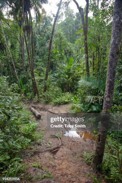 Logging trail showing the damage caused by dragging logs through the forest to streams and rivers, so that they can the be taken by raft to the...