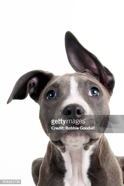headshot of a staffordshire bull terrier puppy looking at the camera. photographed against a white background. - staffordshire bull terrier bildbanksfoton och bilder