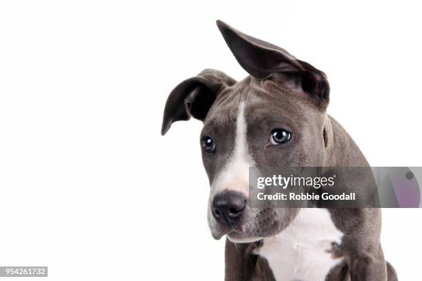 headshot of a staffordshire bull terrier puppy looking at the camera. photographed against a white background. - staffordshire bull terrier bildbanksfoton och bilder