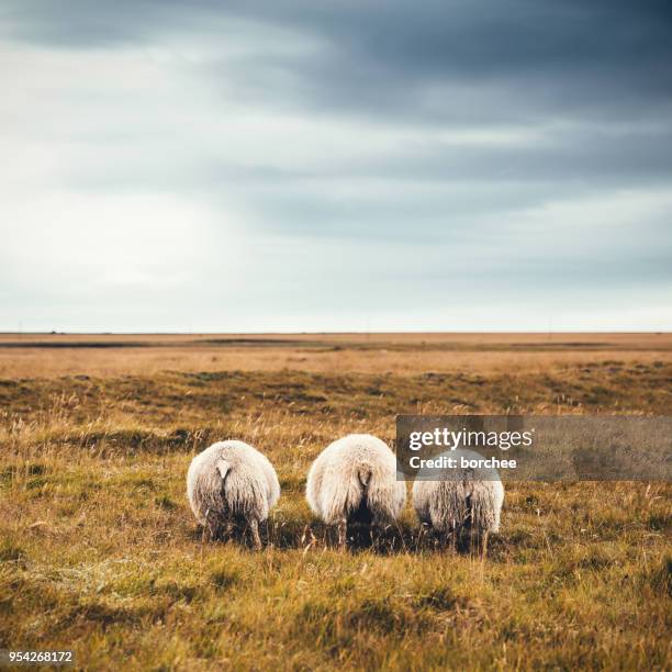 icelandic sheep - icelandic sheep stock pictures, royalty-free photos & images