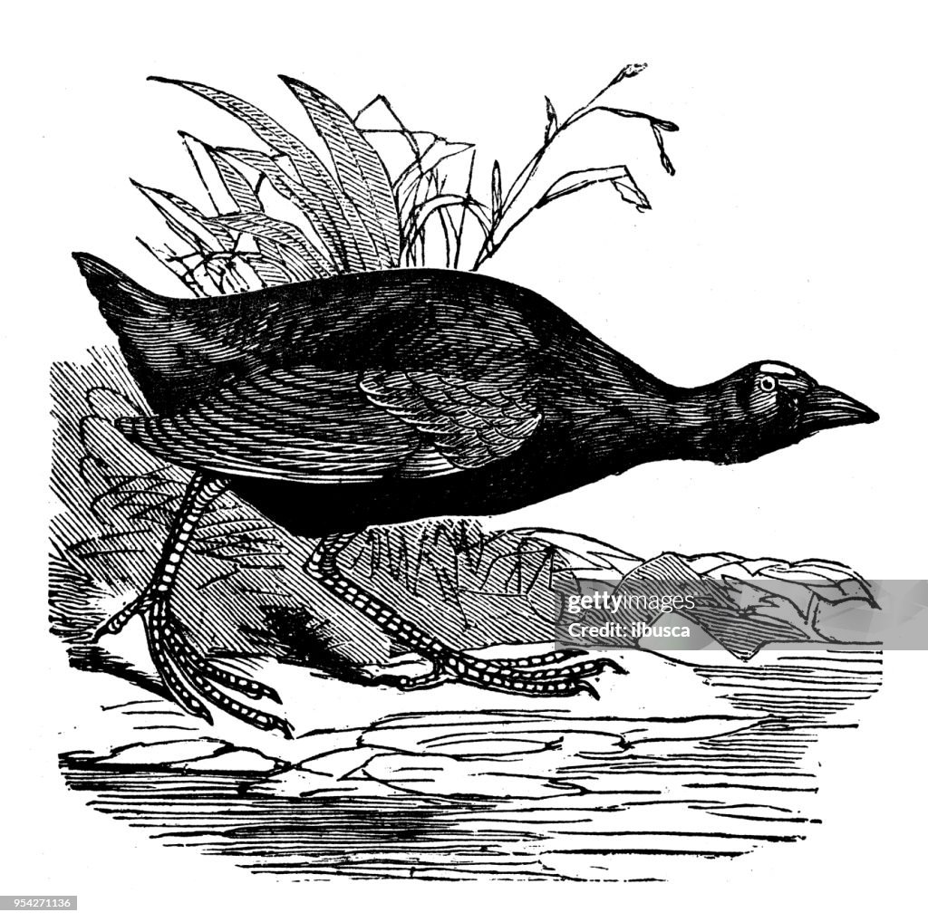 Animals antique engraving illustration: Purple Gallinule