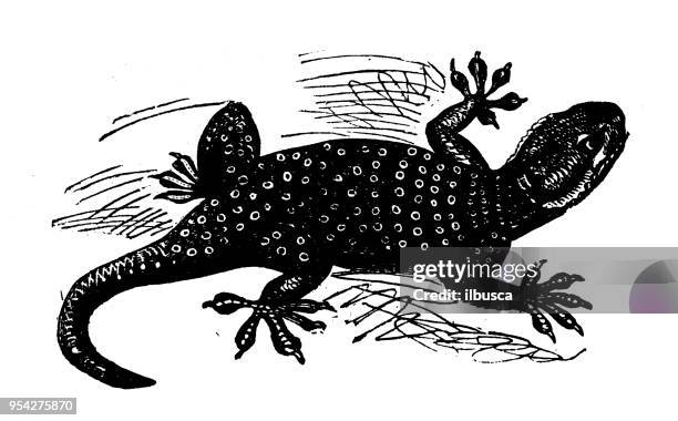 animals antique engraving illustration: gecko - gecko stock illustrations