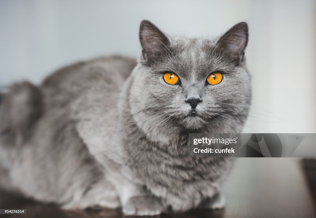 Chartreux Katze Blick in die Kamera