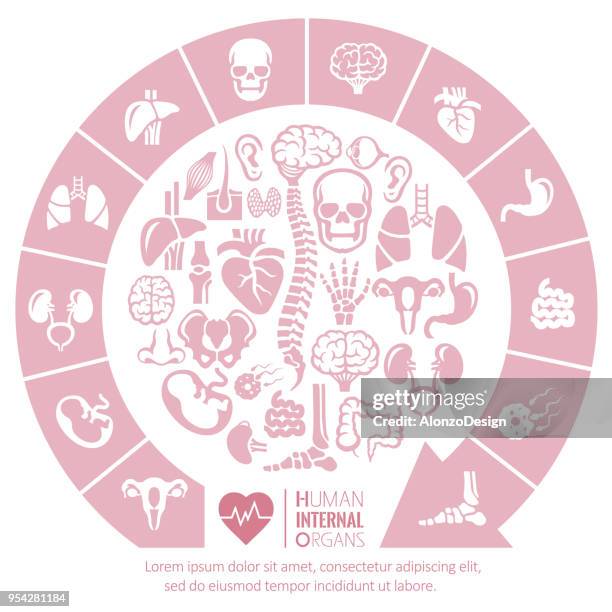 menschliche organe - menschliche bauchspeicheldrüse stock-grafiken, -clipart, -cartoons und -symbole