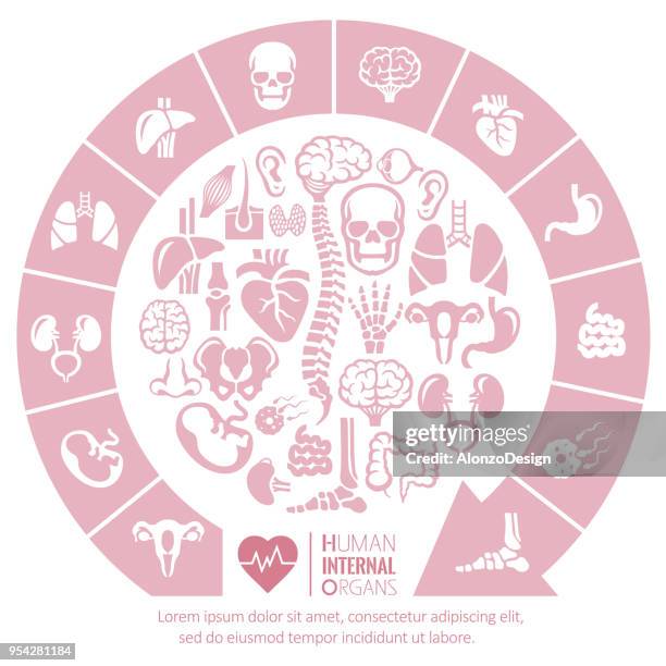 ilustrações de stock, clip art, desenhos animados e ícones de human internal organs - intestino grosso humano