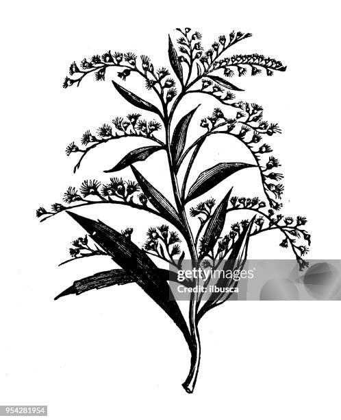 botany plants antique engraving illustration: golden rod - goldenrod stock illustrations