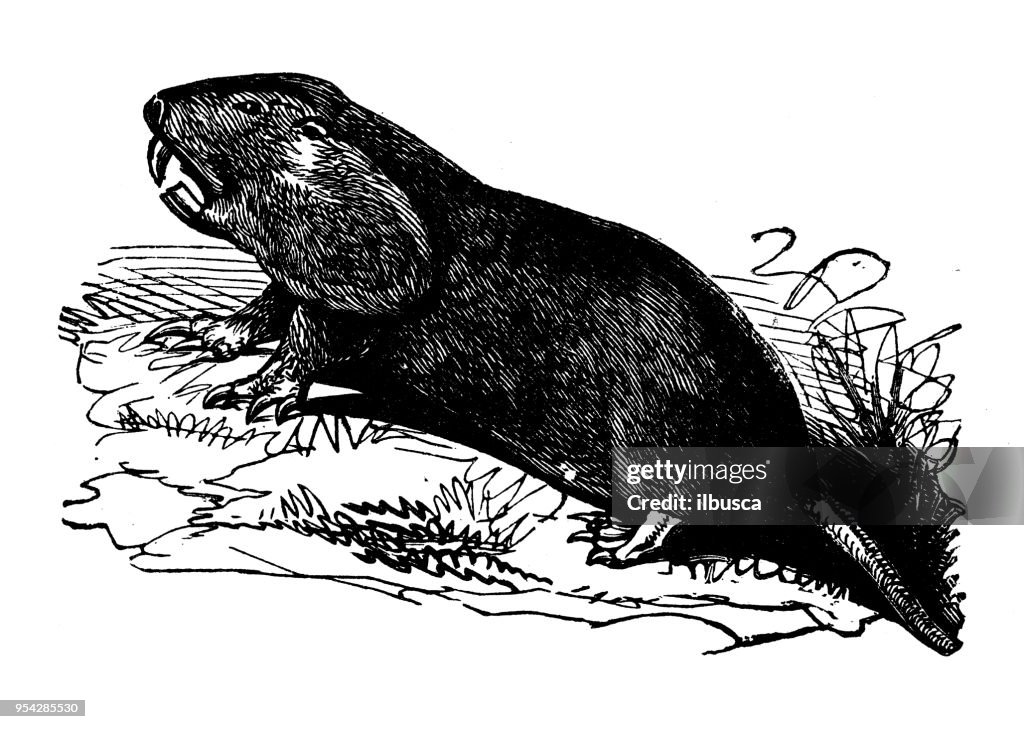 Animals antique engraving illustration: Pouched Gopher