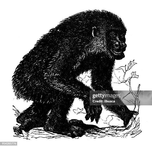 animals antique engraving illustration: gorilla - gorilla stock illustrations