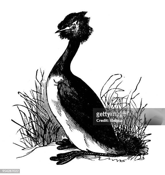 animals antique engraving illustration: great crested grebe - grebe stock illustrations