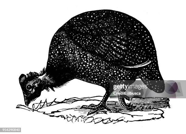 tiere antiken gravur abbildung: perlhuhn - guinea fowl stock-grafiken, -clipart, -cartoons und -symbole