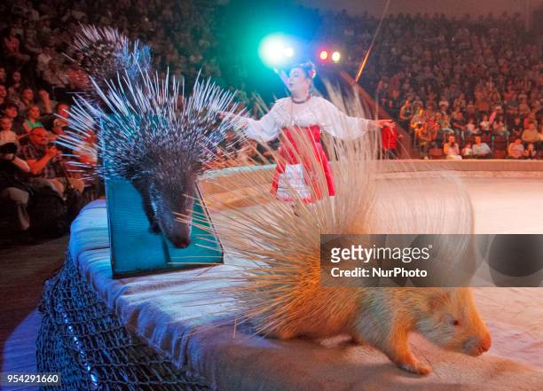 An artist performs with porcupines during the presentation of the new show &quot;The Frescoes of Kiev&quot;, dedicated to the celebration of the...