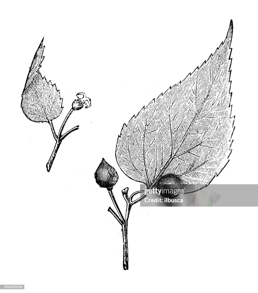 Botany plants antique engraving illustration: Hackberry