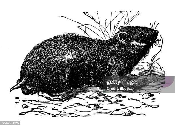animals antique engraving illustration: hamster - hamster stock illustrations