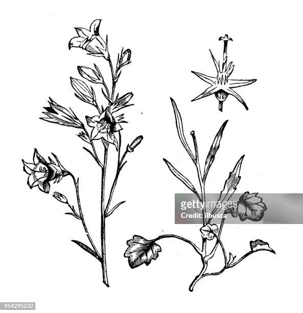 botany plants antique engraving illustration: harebell - harebell flowers stock illustrations
