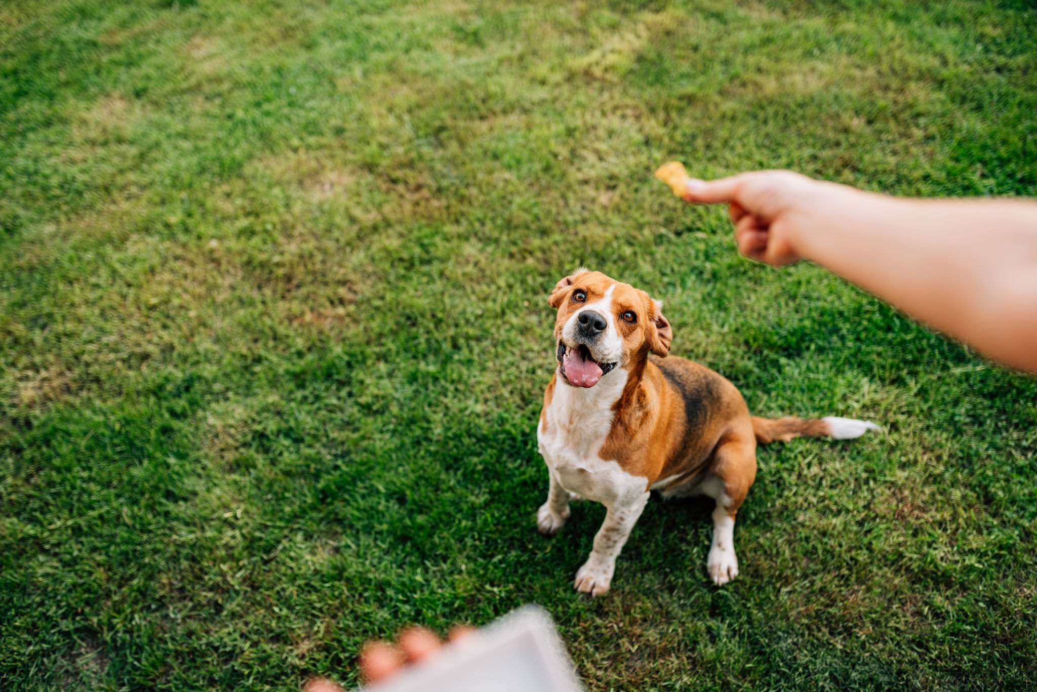 dog training rewards