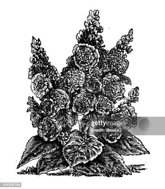 botany plants antique engraving illustration: double dwarf hollyhock - hollyhock stock illustrations