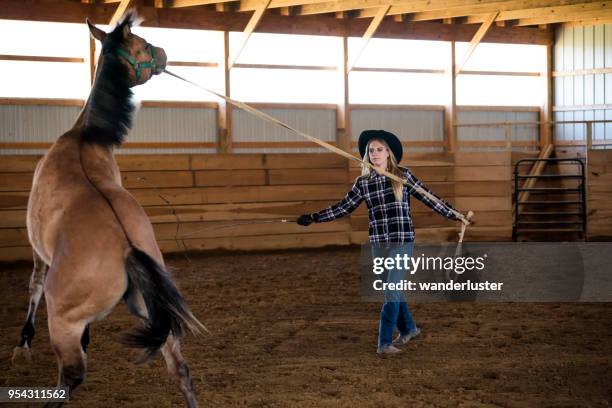 última hora en un joven caballo cuarto de milla - cuarto de milla fotografías e imágenes de stock