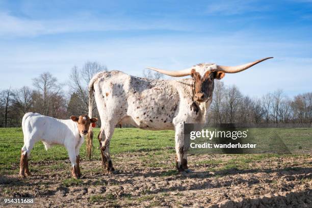 赤ちゃん牛とロングホーン牛 - longhorn ストックフォトと画像