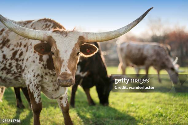 斑点を付けられたテキサス ・ ロングホーン牛 - longhorn ストックフォトと画像