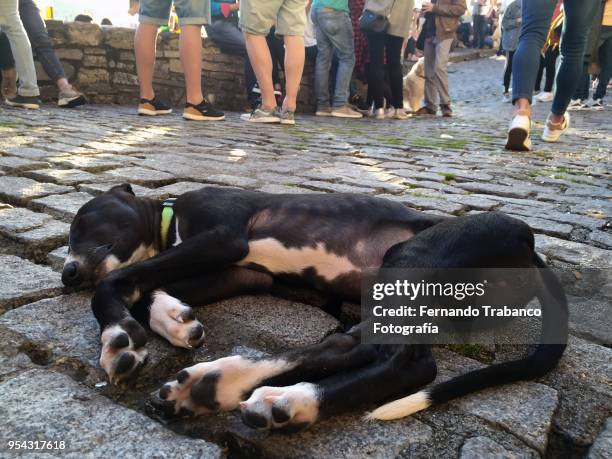 dog sleeping on the street - pet death stock pictures, royalty-free photos & images