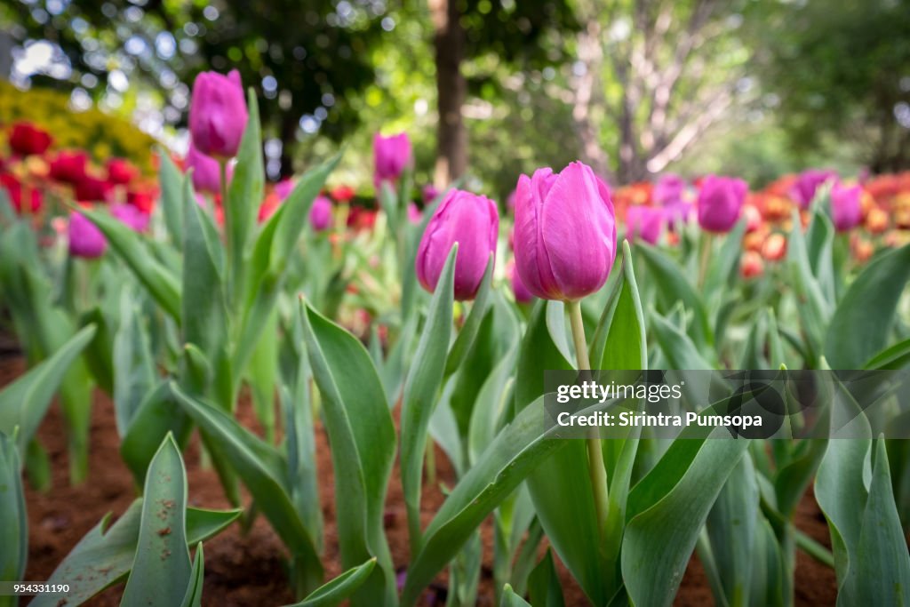 Spring scenes of pink tulips blooming flowers in the garden with colorful tulip soft nature background and wallpaper