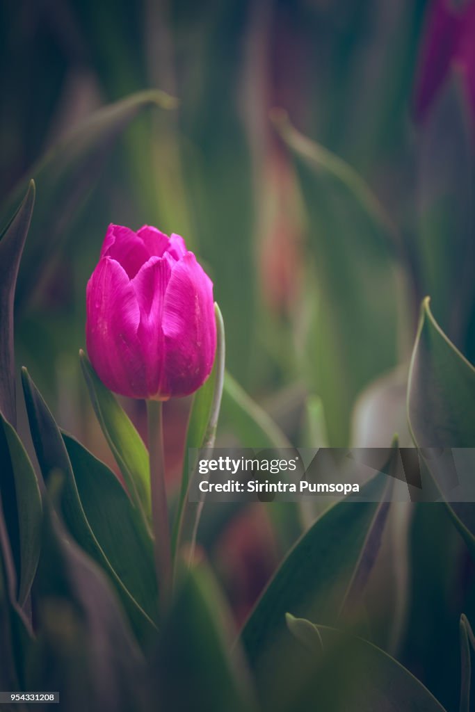 Spring Scenes Of Pink Tulips Blooming Flowers In The Garden With ...