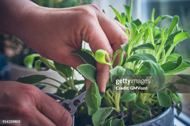 cutting fresh sage - sage stock pictures, royalty-free photos & images