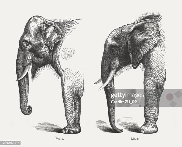 indian and african elephant, wood engravings, published in 1897 - asian elephant stock illustrations