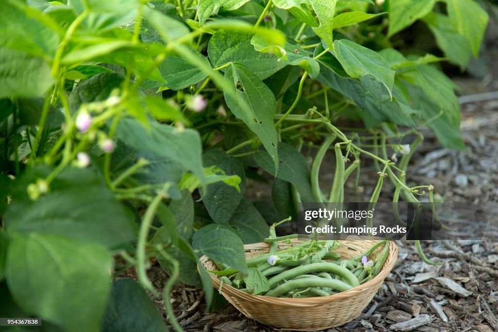 Organic Green Beans, Cedar Crest Lodge, Pleasanton, Kansas, USA