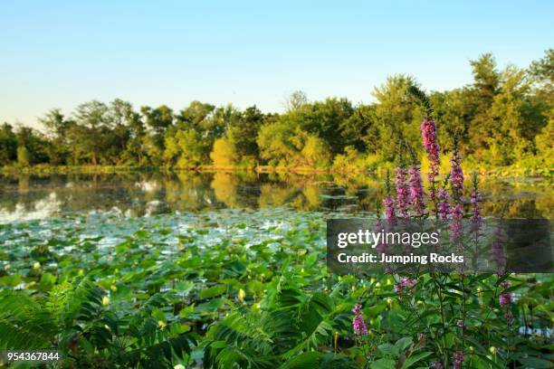 Wildflowers and Pond in Kansas, Cedar Crest Lodge, Pleasanton, Kansas, USA