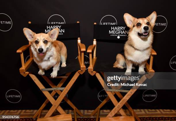 Corgis Scarlet and Iggy arrive at Lifetime's afternoon tea in celebration of the premiere of the upcoming movie, "Harry & Meghan: A Royal Romance" at...
