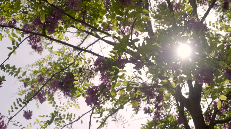 Locust Spring Dropping 40 Black Locust Tree Stock Videos, Footage, & 4K Video Clips - Getty Images