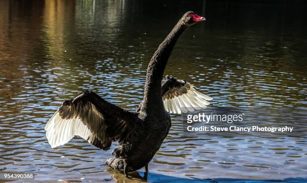 black swan - black swans stock pictures, royalty-free photos & images